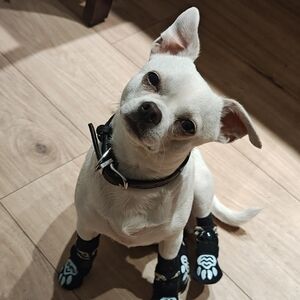 Meet your Posher, Chris